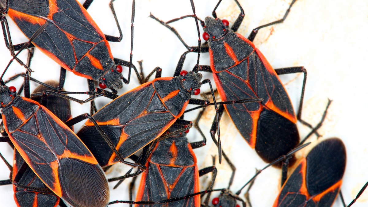Boxelder Bug Solutions service in Ottawa