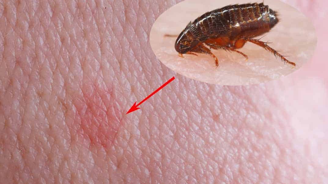 Flea Control service in Ottawa