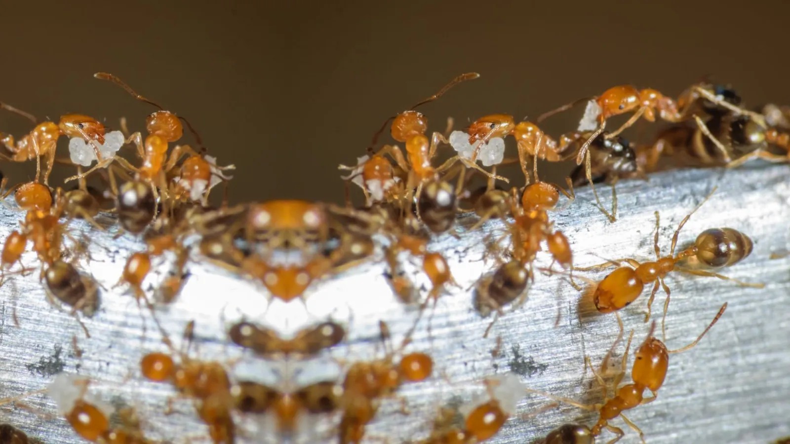 Pharaoh Ant Services service in Ottawa