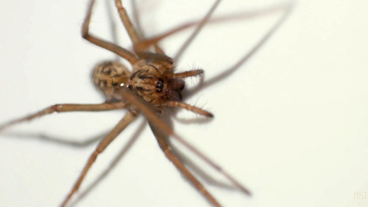 Spider Reduction service in Ottawa