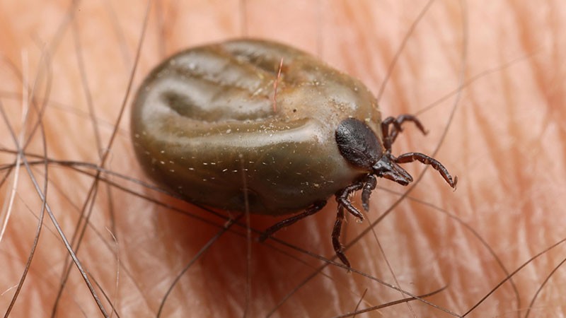 Tick Control service in Ottawa